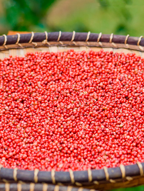 Madagascar, l'Ile Rouge